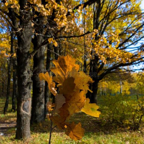 Falling Oak Leaves On The Scenic Autumn Forest Stock Photo Image Of