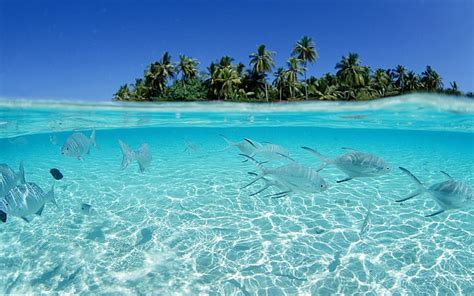 Océano Playa Peces Paisajes Marinos 1920x1200 Animales Peces Hd Art