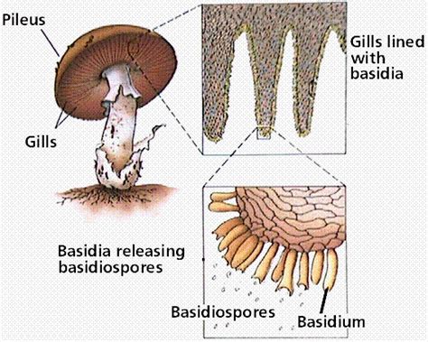 Phylum Basidiomycota—the Basidiomycetes Club Fungi