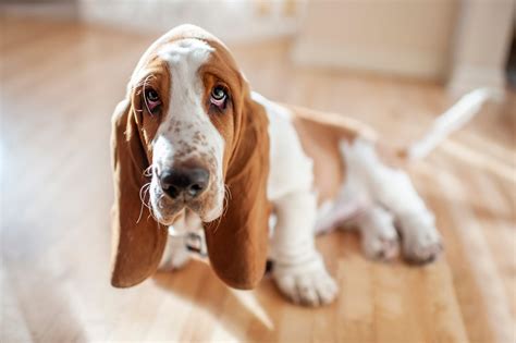Are Basset Hounds Smart Dogs