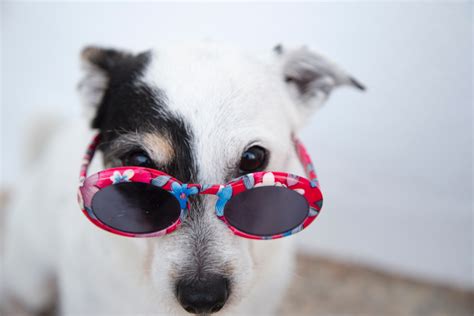White Dog Wearing Sunglasses · Free Stock Photo