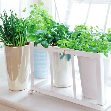 What Herbs Grow Well In Pots Indoors Garden For Beginners