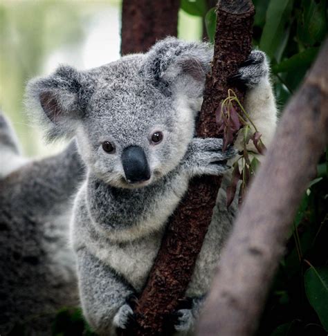 Cute Little Baby Koala Tiny Animal Y Things Pinterest
