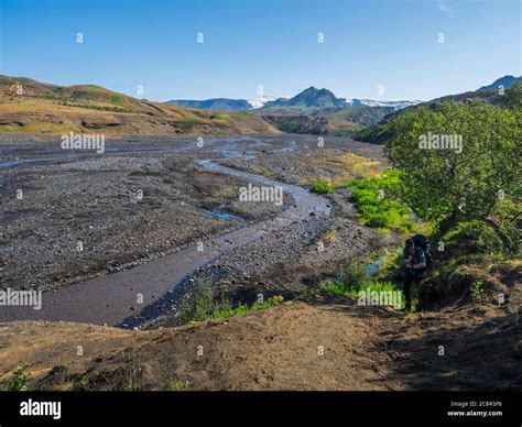 Icelandic Landscape With Blue Markarfljot River Canyon Pink Flowers