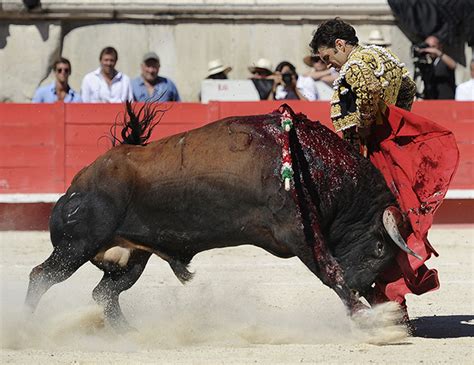 Spanish Matador José Tomás Fights Six Bulls In Pictures World News
