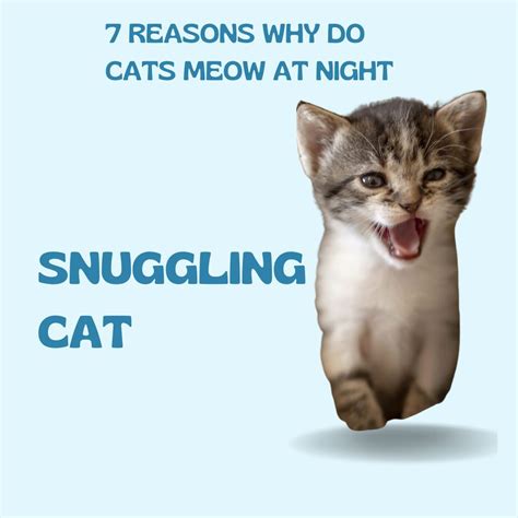 Reasons Why Do Cats Meow At Night Here Is What It Means