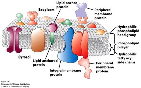 My Scientific Blog Research And Articles The Biological Membrane