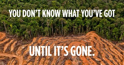 Greenpeace Forests Not Fires End Deforestation Deforestation