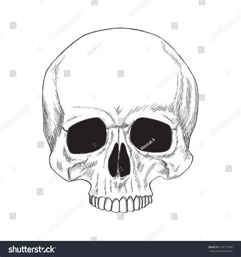 Sketch Human Skull Isolated On White Stock Vector 144775345 - Shutterstock