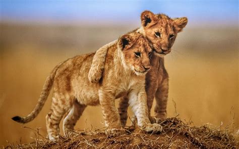 Brotherly Love Lion Cubs Photo Animals From Savannah Desktop Hd