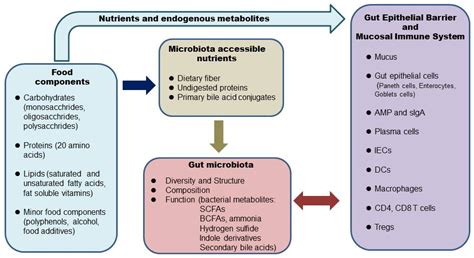 Diet The Microbiome And The Intestinal Health Encyclopedia Mdpi