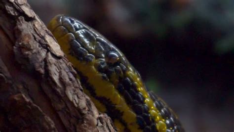 Anaconda Prey Stock Video Footage 4k And Hd Video Clips Shutterstock