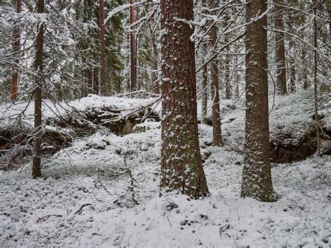 Snowy Forest Photograph By Jouko Lehto Fine Art America