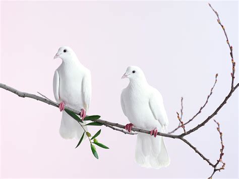 Two White Doves With Olive Branch By Walker And Walker