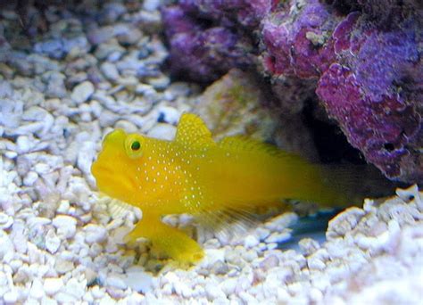 Yellow Prawn Goby Fishes World Hd Images And Free Photos