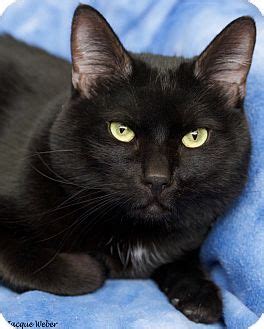 Thousands of dogs and cats across the country are up for adoption and are eagerly waiting for their forever homes and families. St Louis, MO - Domestic Shorthair. Meet Heckle a Cat for ...