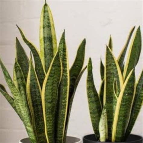 Ugh nikmatnya, punya mertua rakus haus sex. Tanaman Indoor Lidah Mertua / Sansevieria Trivasciata ...