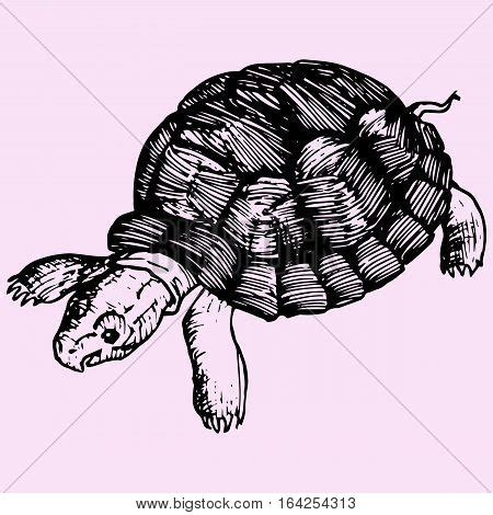 Turtle Doodle Style Vector Photo Free Trial Bigstock