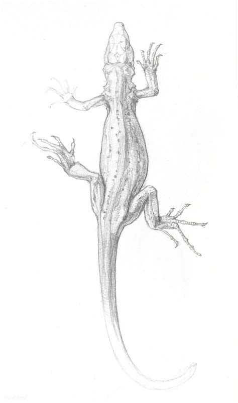 Lizard Sketch By Julie De Graag 1877 1924 Original From The Rijks