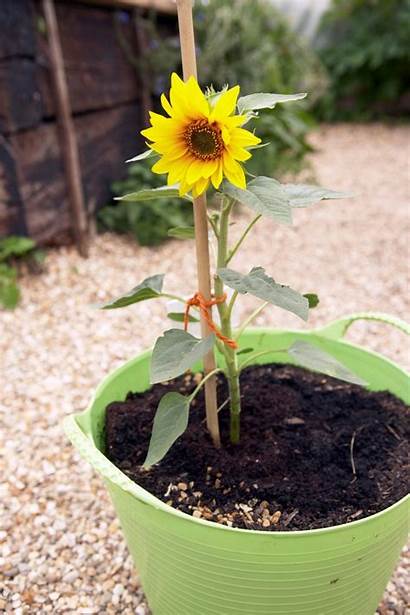 Sunflowers Growing Containers Garden Sunflower Grow Pot