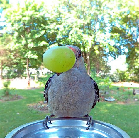 woman captures colorful visitors to her backyard bird photo booth