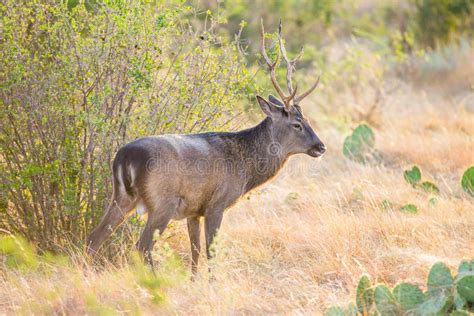 Sika Deer Buck Stock Photo Image Of Mammal Fallow Environment 60392432
