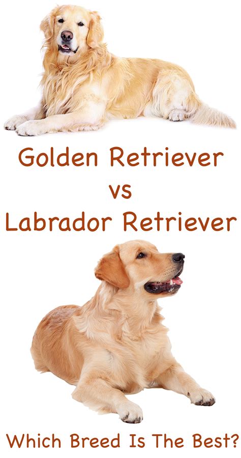 Home of naturally reared golden retrievers of european lines. Labrador Retriever vs Golden Retriever - Which Breed Is Best?