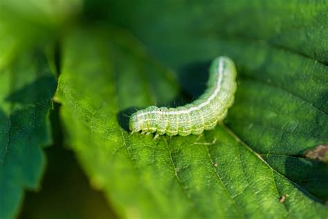 19 Common Garden Pests How To Get Rid Of Them