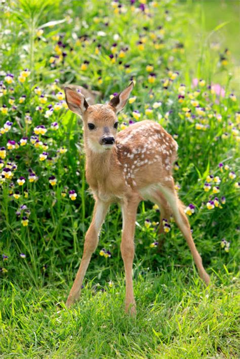 White Tailed Deer Fawn Sohns Posterlounge