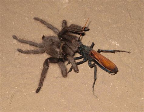 What Is A Tarantula Hawks Life Cycle