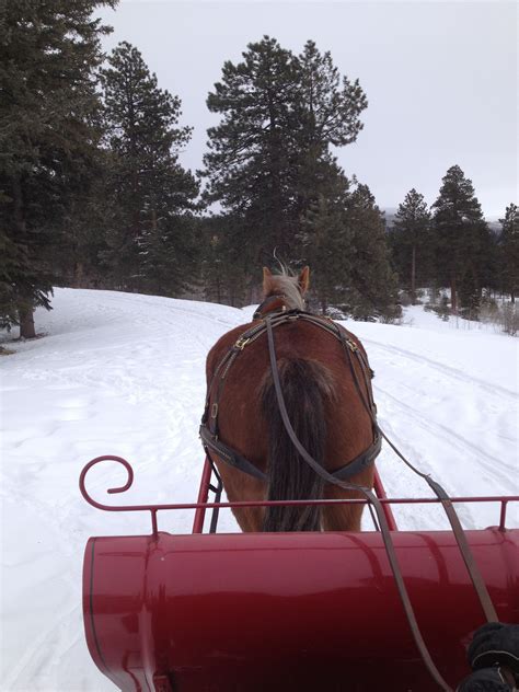 Fantastic Sleigh Ride Clyde The Horse Led The Way