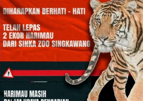 Dua Harimau Lepas Di Singkawang Pawang Tewas Diterkam IndependensI
