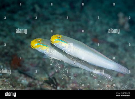 Blueband Sleeper Goby High Resolution Stock Photography And Images Alamy