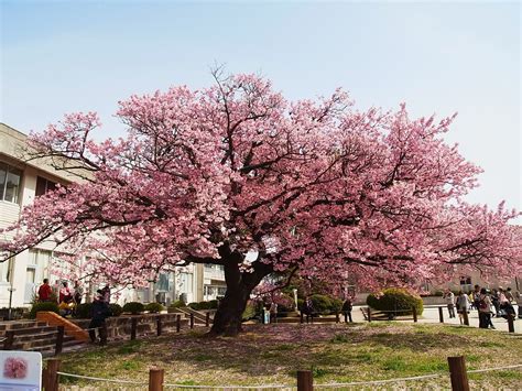 Best Flowering Trees Japanese Flowering Cherry Tree Kagawaymg On