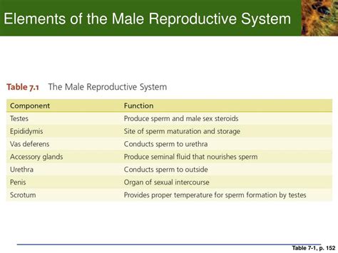 Male Reproductive System Functions Table Human Anatomy