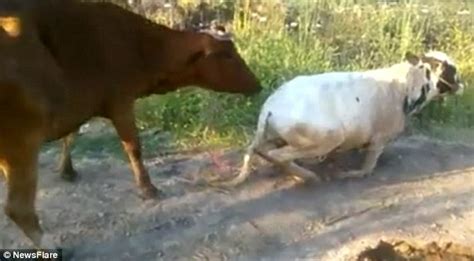 Hilarious Video Captures Moment Small Bull Attempts To Mate With Much Larger Female Daily Mail