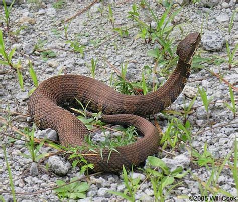 Cotton Mouth Water Moccasin Common To Tx Texas Pinterest Water