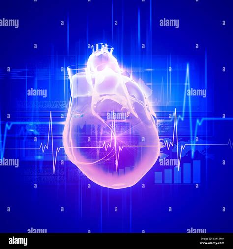 Human Heart Beats Stock Photo Alamy