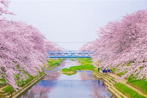Cherry Blossoms River Blue Sky Japan Green Breaux Bridge Sakura