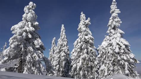 4k Snow Fairytale Winter Scene Mountain View Conifer Forest