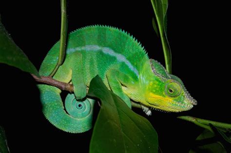 Photos How Chameleons Change Color Live Science