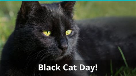 National Black Cat Day What Is It And When Is It Held