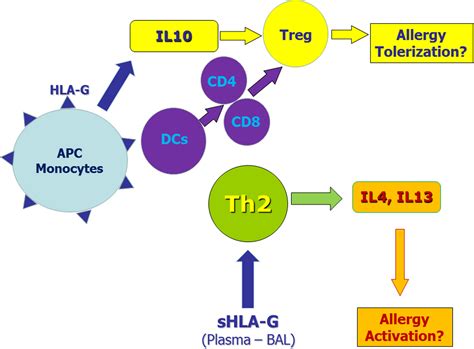 Frontiers Hla G In Allergy Does It Play An Immunoregulatory Role