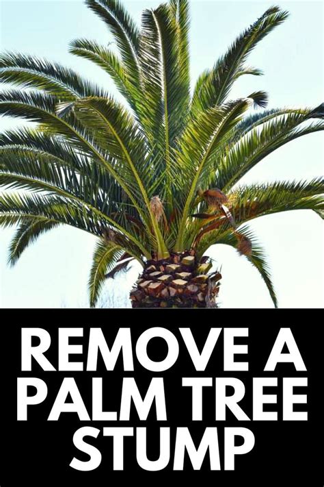 How To Remove A Palm Tree Stump From Your Yard 2023 Own The Yard
