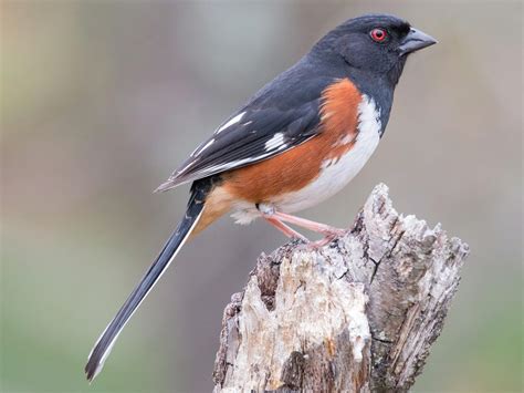 The female builds the nest, working mainly during the morning. NestWatch | Eastern Towhee - NestWatch
