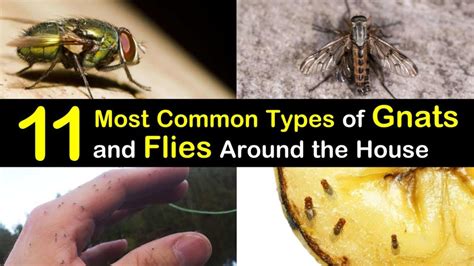 So you bought a bunch of houseplants this spring because your green thumb had a hankering for fresh oregano and daily flower blooms. 11 Most Common Types of Gnats and Flies Around the House
