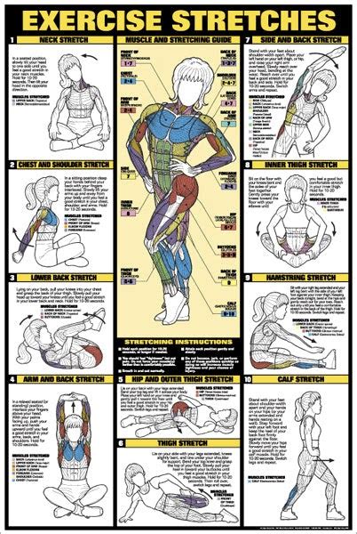 Back Muscle Exercise Chart Back Workout Professional Fitness