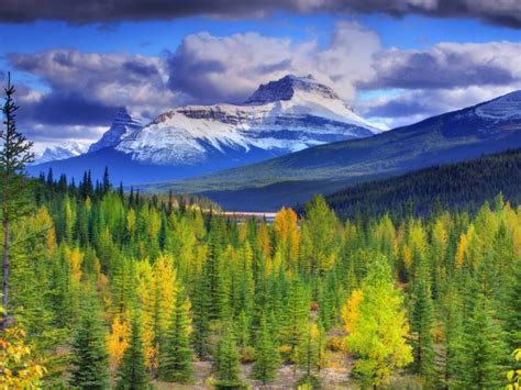 Wallpaper Coniferous Forest And Mountains Canada Photo Wallpaper Desktop