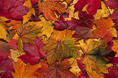 Why Leaves Turn Yellow In Autumn