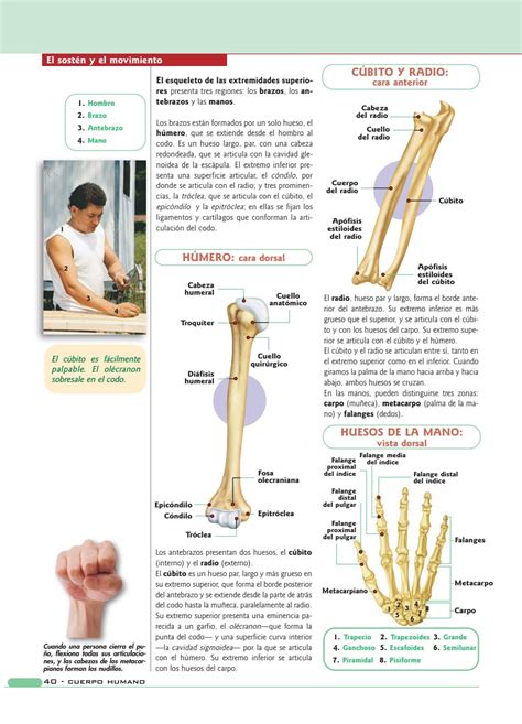 Anatom A Y Fisiolog A Del Cuerpo Humano By Maria Cristina Velasquez
